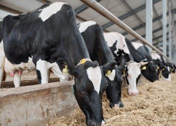 Battling Mycotoxins: Unlocking Dairy Performance with B.I.O.Tox® Activ8