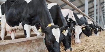 Battling Mycotoxins: Unlocking Dairy Performance with B.I.O.Tox® Activ8