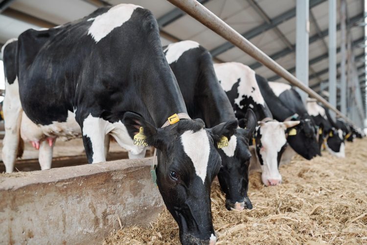 Battling Mycotoxins: Unlocking Dairy Performance with B.I.O.Tox® Activ8