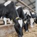 Battling Mycotoxins: Unlocking Dairy Performance with B.I.O.Tox® Activ8