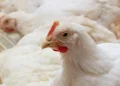 From feed to fortune: the gut connection