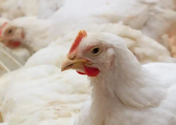 From feed to fortune: the gut connection