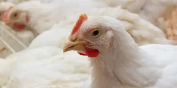 From feed to fortune: the gut connection