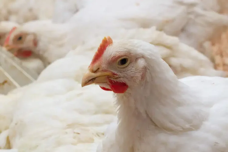 From feed to fortune: the gut connection