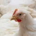 From feed to fortune: the gut connection