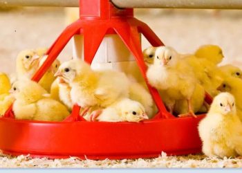 FORFARMERS CUSTOMERS’ POULTRY FLOCKS ARE HEALTHIER