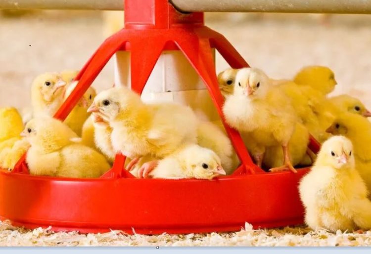 FORFARMERS CUSTOMERS’ POULTRY FLOCKS ARE HEALTHIER