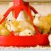 FORFARMERS CUSTOMERS’ POULTRY FLOCKS ARE HEALTHIER