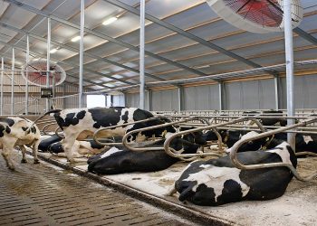 Introducing the Multifan AirBreeze: The ultimate answer to heat stress