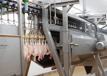 Plucking has hardly changed in decades