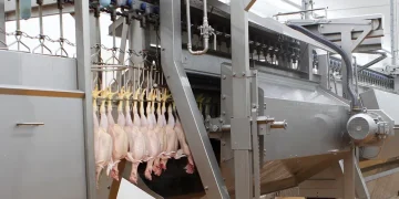 Plucking has hardly changed in decades