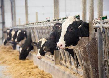 NOVUS Shares How to Get More From Feed at Western Dairy Management Conference