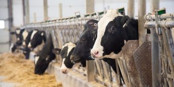 NOVUS Shares How to Get More From Feed at Western Dairy Management Conference
