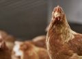 Merck Animal Health Announces the European Approval of NOBILIS MULTRIVA™ REOm for Use in Chickens