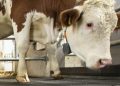 HEALTHY HOOVES: THE BASIS FOR HIGH-PERFORMANCE DAIRY COWS