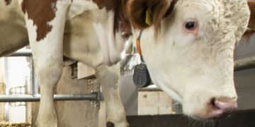 HEALTHY HOOVES: THE BASIS FOR HIGH-PERFORMANCE DAIRY COWS