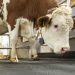 HEALTHY HOOVES: THE BASIS FOR HIGH-PERFORMANCE DAIRY COWS