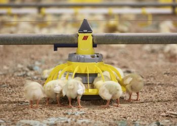 Roxell secures major deal at VIV Asia 2025, showcasing industry leadership