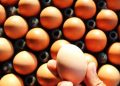 Better eggs start in the gut