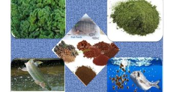 Zubair Centre Completes Feasibility Study for Azolla-Based Fish Feed Project