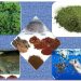 Zubair Centre Completes Feasibility Study for Azolla-Based Fish Feed Project