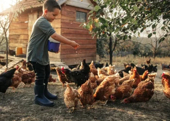 Deal to acquire dsm-firmenich’s share of the Feed Enzyme Alliance is completed, supporting Novonesis’ growth strategy