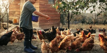 Deal to acquire dsm-firmenich’s share of the Feed Enzyme Alliance is completed, supporting Novonesis’ growth strategy