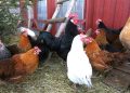 The benefits of farming black soldier fly and growing your own chicken feed