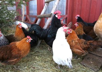 The benefits of farming black soldier fly and growing your own chicken feed