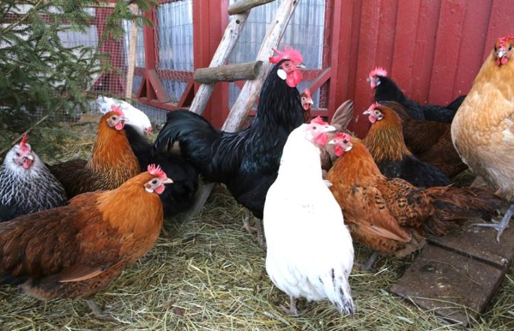 The benefits of farming black soldier fly and growing your own chicken feed