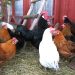 The benefits of farming black soldier fly and growing your own chicken feed