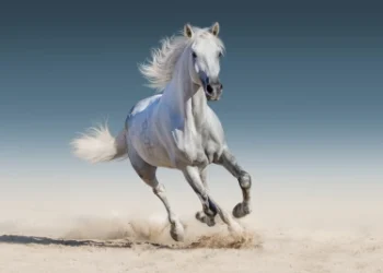 Launch of the Inaugural Edition of the Al Ain International Hunting and Equestrian Exhibition 2025 To be held this November at ADNEC Centre Al Ain