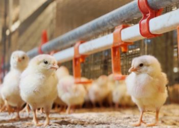 Egg Producer Kipster Uses In Ovo Sexing Technology to End Industry Practice of Male Chick Culling at Hatch