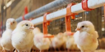 Egg Producer Kipster Uses In Ovo Sexing Technology to End Industry Practice of Male Chick Culling at Hatch