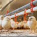 Egg Producer Kipster Uses In Ovo Sexing Technology to End Industry Practice of Male Chick Culling at Hatch