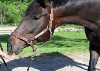 Mrs. Pastures Cookies for Horses expands product portfolio with two new treats: Mindful Minis™ and Barnyard Besties™