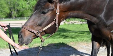 Mrs. Pastures Cookies for Horses expands product portfolio with two new treats: Mindful Minis™ and Barnyard Besties™