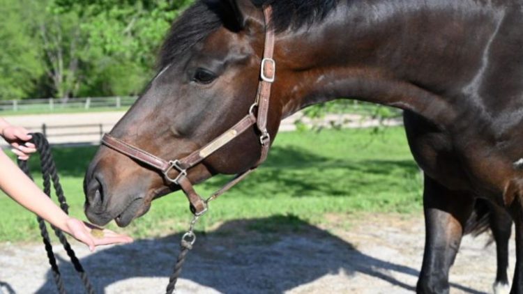 Mrs. Pastures Cookies for Horses expands product portfolio with two new treats: Mindful Minis™ and Barnyard Besties™