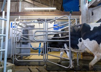 M²erlin milking robot – The most flexible milking robot on the market