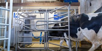 M²erlin milking robot – The most flexible milking robot on the market