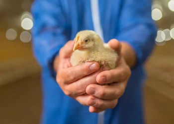 Cobb-Vantress Announces 2025 Cobb Research Initiative (CRI) Grant Recipients