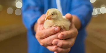 Cobb-Vantress Announces 2025 Cobb Research Initiative (CRI) Grant Recipients