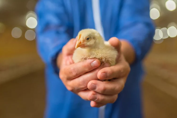 Cobb-Vantress Announces 2025 Cobb Research Initiative (CRI) Grant Recipients