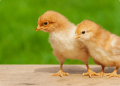 In-Ovo Sexing Technology “Cheggy” used for the first time in Brazil