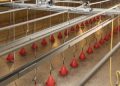 Ridder Drive Systems for Livestock and Crop Storage