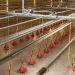 Ridder Drive Systems for Livestock and Crop Storage