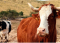 FAO LAUNCHES NEW ARABIC E-LEARNING COURSE ON CLIMATE CHANGE