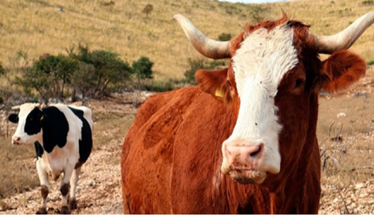 FAO LAUNCHES NEW ARABIC E-LEARNING COURSE ON CLIMATE CHANGE