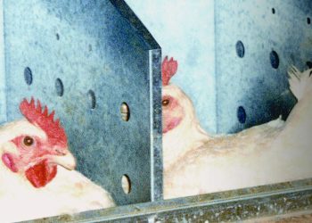 The Impact of Nest Materials on Breeder Layer Productivity