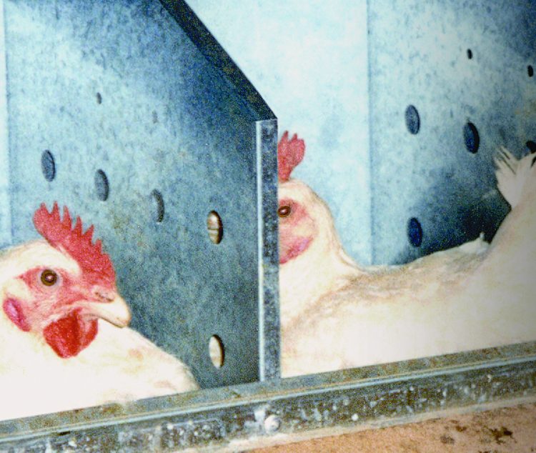 The Impact of Nest Materials on Breeder Layer Productivity